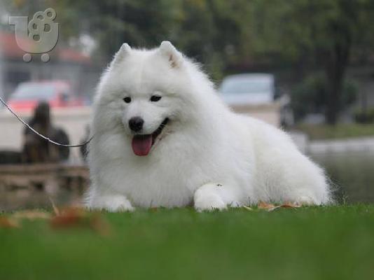 Samoyed puppy