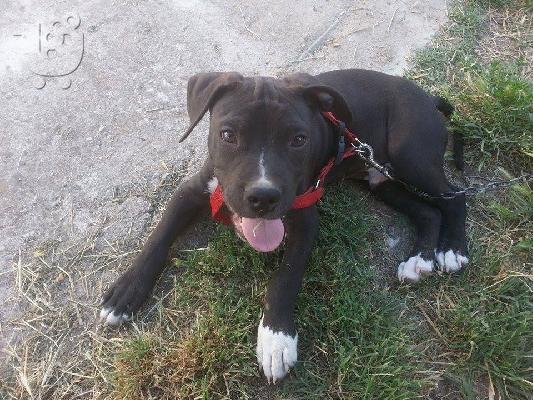 American Staffordshire Terrier