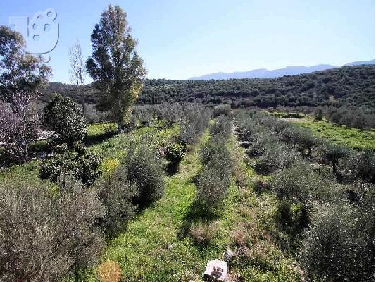 ΠΩΛΕΙΤΑΙ ΟΙΚΟΠΕΔΟ ΜΕ ΟΙΚΙΜΑ 240ΤΜ ΙΜΙΤΕΛΕΣ ΣΤΗΝ ΣΤΕΡΝΑ ΑΡΓΟΛΙΔΑΣ...