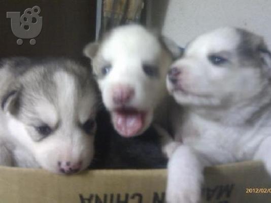 HUSKY (ΧΑΣΚΙ)