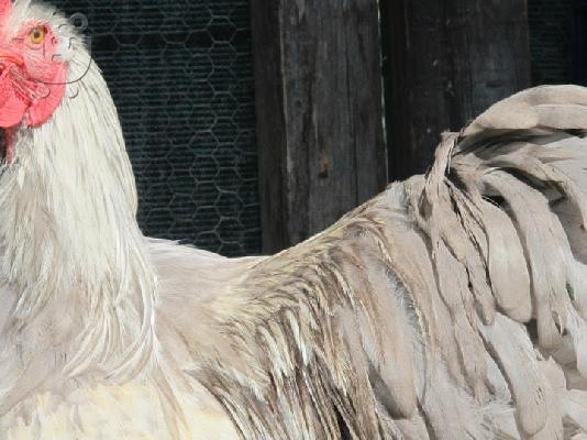 Πωλούνται κότες Μπράχμα 35 ευρώ το ενα