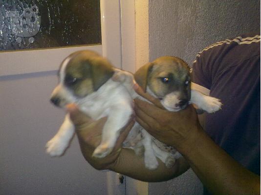 PoulaTo: Jack Russel Terrie
