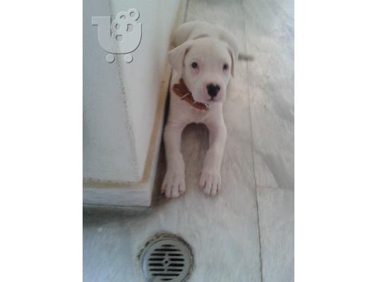 Dogo Argentino κουταβακι 2 μηνων