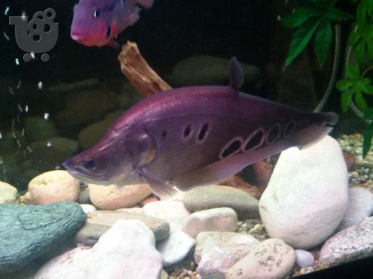 clown knifefish
