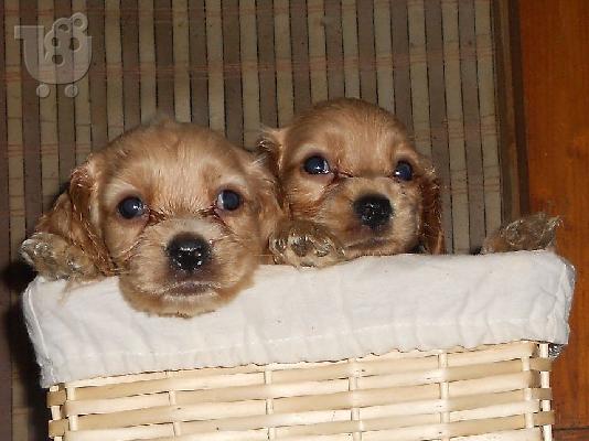 PoulaTo: KOKER SPANIEL