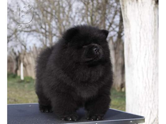 Chow-Chow κουτάβια