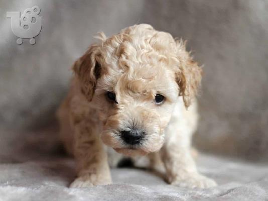 PoulaTo: Poodle mini cream - Κανίς μίνι μέγεθος κρεμ χρώμα