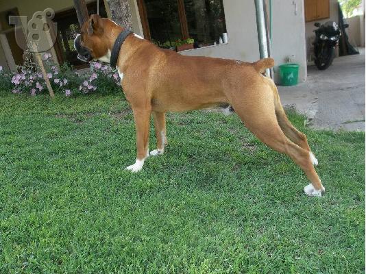 teleia morfologika boxer