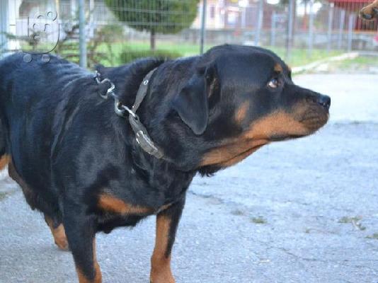 Πωλουνται 8 καθαροαιμα νεογεννητα rottweiler