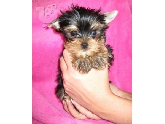 PoulaTo: Καθαρόαιμα Yorkshire Terrier