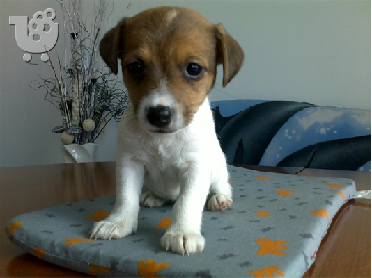 PoulaTo: Πωλουνται JACK RUSSEL TERIER-230 euro