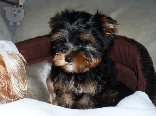Κουτάβια YORKSHIRE TERRIER απο γονής 2 κιλά, Τεριέ Γιορκσάιρ...