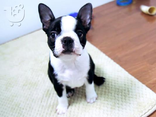 Boston Terrier