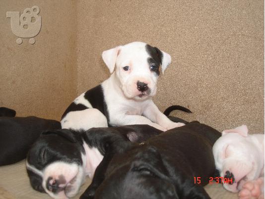 pitbull