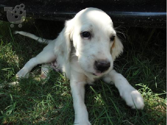 PoulaTo: setter koutabia