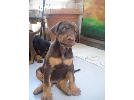 Doberman