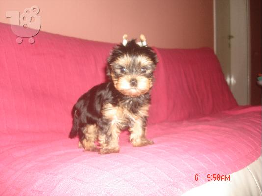 κουταβια yorkshire terrier!!