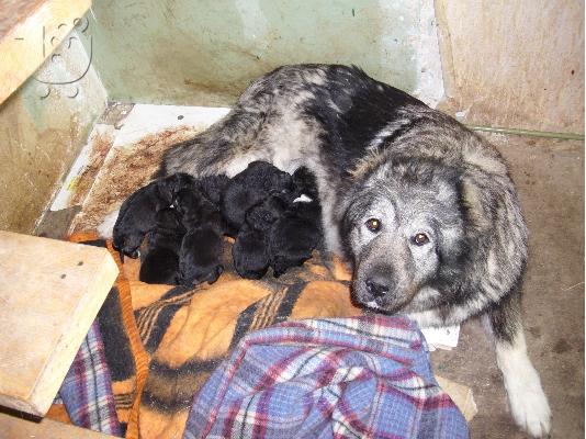 Kennel "Duchman" sale male Caucasian Shepherd 
