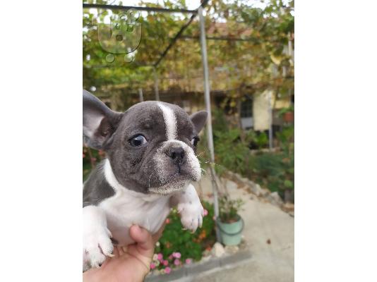 PoulaTo: French bulldog Blue