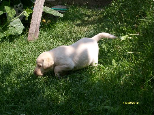 labrador