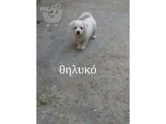 Κουταβάκια Γκριφον-Κανίς