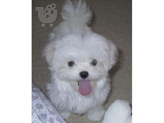 PoulaTo: Bichon frize μαλτέζικη  παιχνίδ κουτάβι