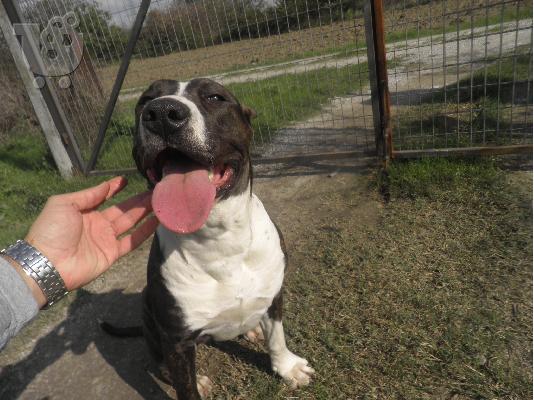 pitbull Πίτμπουλ