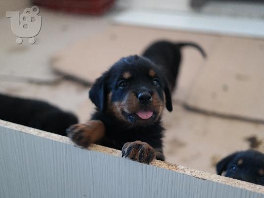 PoulaTo: Rottweiler