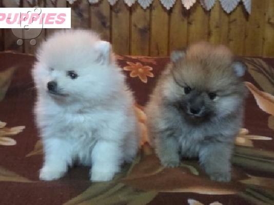 POMERANIAN-BOO
