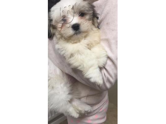 Imperial Shih Tzu κουτάβια κορίτσι και αγόρι προς πώληση