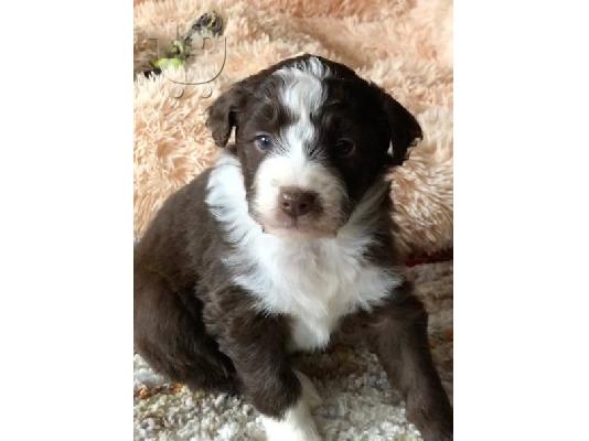 PoulaTo: Aussiedoodle
