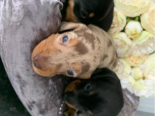 AKC Dachshunds