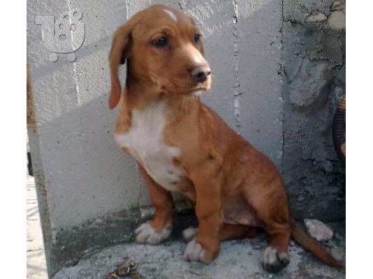 PoulaTo: BASSET HOUND ΗΜΙΑΙΜΟ ΧΑΡΙΖΕΤΑΙ