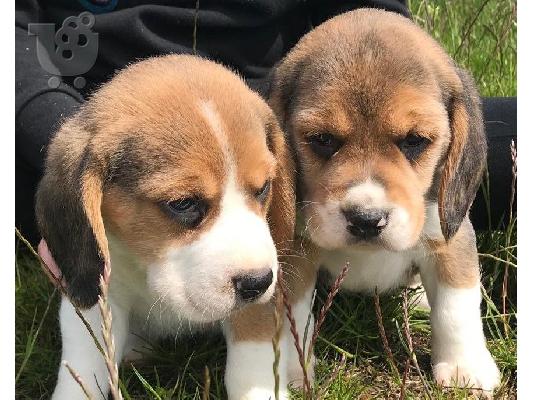 Διαθέσιμα κουτάβια Beagle
