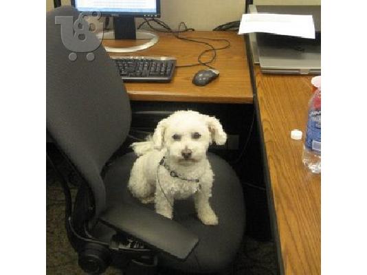 PoulaTo: CUTE PUPPY FOR A NEW HOM