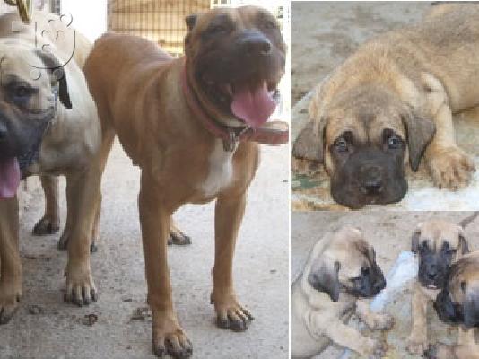 PoulaTo: dogo canario κουταβια πωλουνται