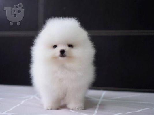 PoulaTo: Ελκυστικά κουτάβια φλυτζανιών τσαγιού Pomeranian