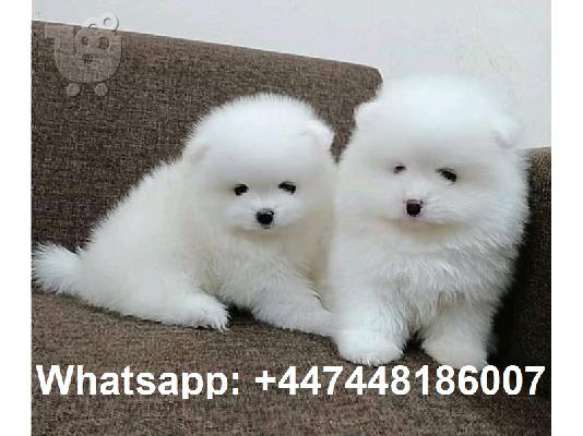 PoulaTo: Καταπληκτικά κουτάβια από Pomeranian!