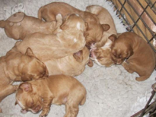 Cocker Spaniel καθαροαιμα Αθηνα-Θεσσαλονικη-Νησια dogsmania.gr...