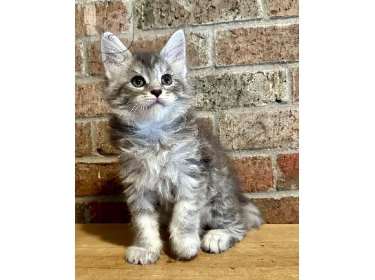 PoulaTo: πανέμορφα γατάκια Maine Coon