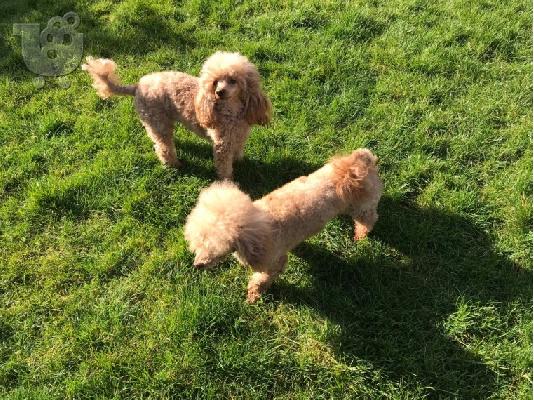 Όμορφα κουτάβια PatterpooToy Poodle