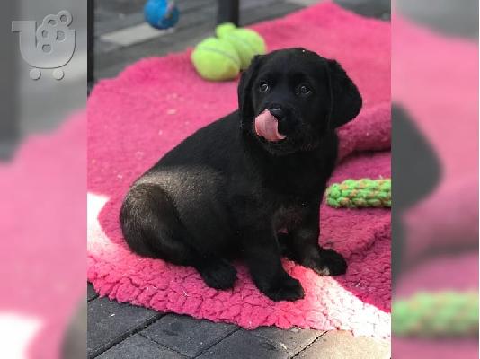 PoulaTo: Labradorr ahora διατίθεται