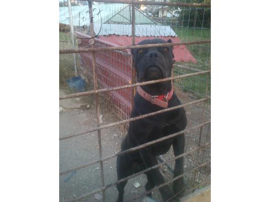 katharoaima cane corso