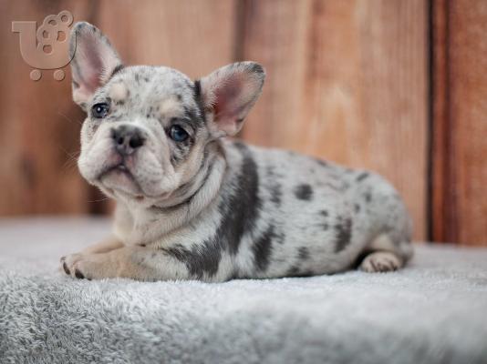 PoulaTo: French bulldog merle