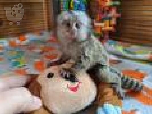 PoulaTo: μωρό πιθήκου marmoset για 300 €