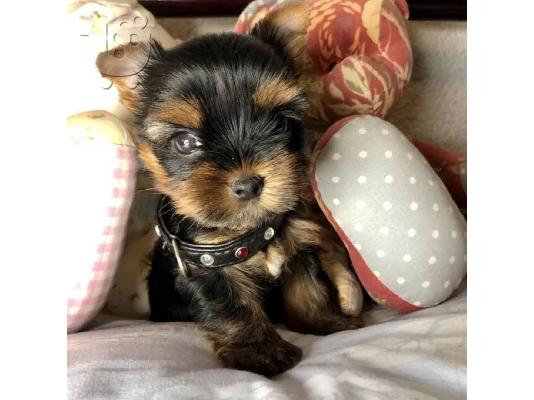PoulaTo: Μικρο Yorkie