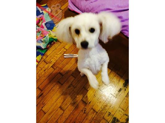 polite maltese