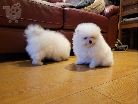 PoulaTo: KC Εγγεγραμμένα κουτάβια Pomeranian