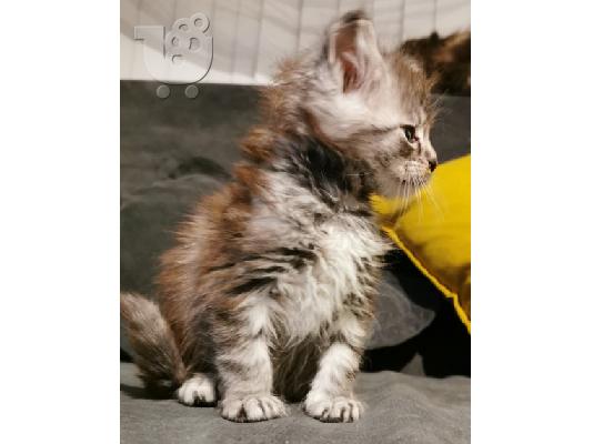 PoulaTo: Το Maine coon Kitten Gccf είναι εγγεγραμμένο