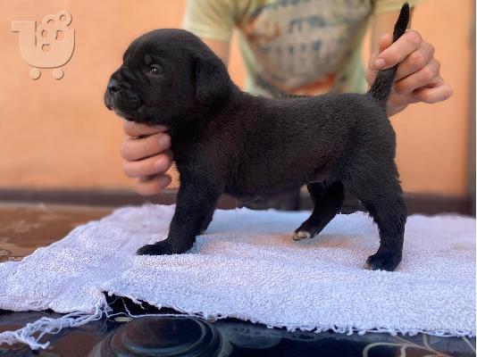 Κουτάβια Cane Corso
